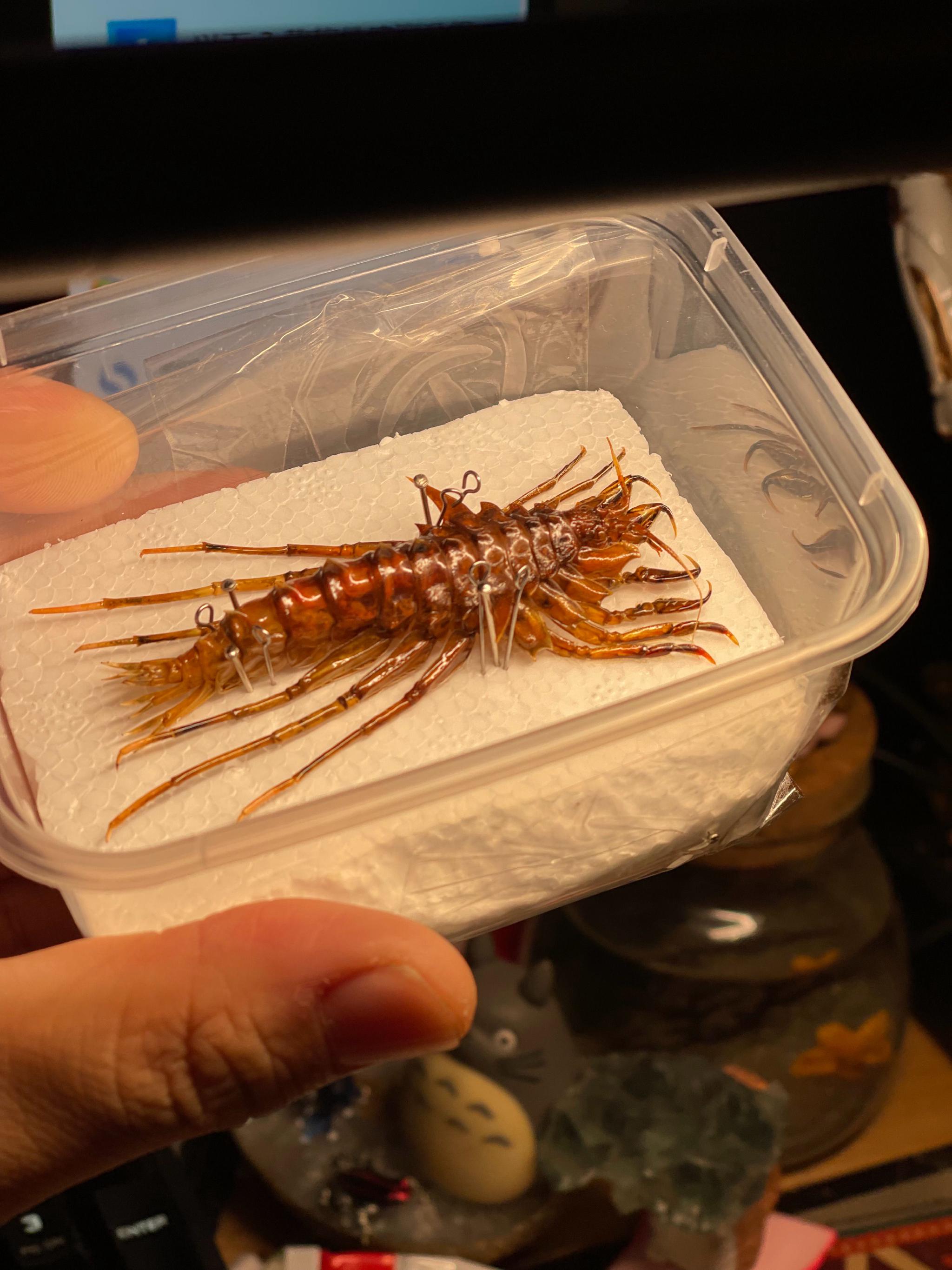 得了个好物,十足的地球怪物"贝加尔湖钩虾"