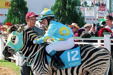 为什么没人骑斑马?有!他们在拿命骑