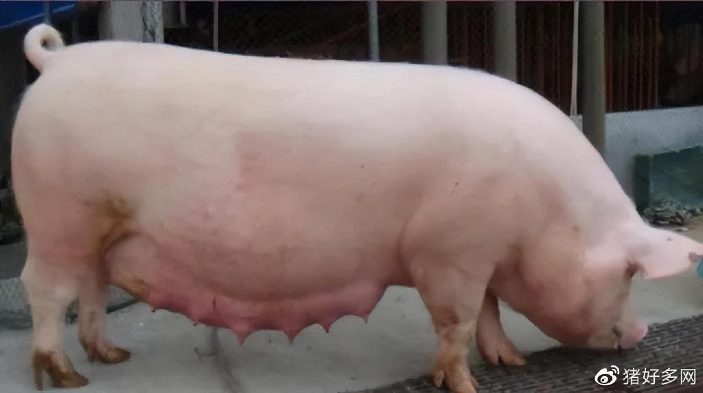 猪场成本竞争大战打响!中小农场批次化生产能否成功?关键看两点|猪场|母猪|配种_新浪新闻