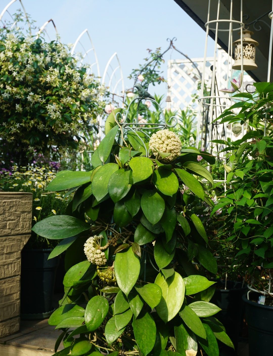 新手养球兰就选羊脂玉皮实好养又美又香而且开花勤奋