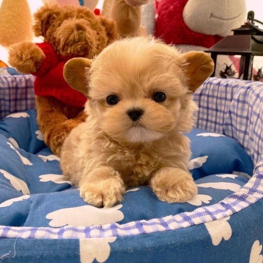 小奶狗就是坠可爱的!__财经头条