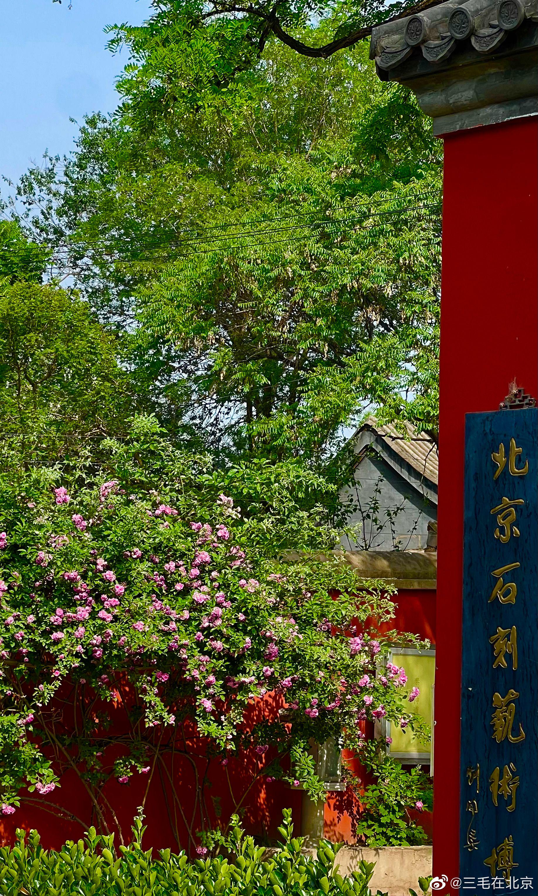 北京石刻艺术博物馆(五塔寺)蔷薇花开