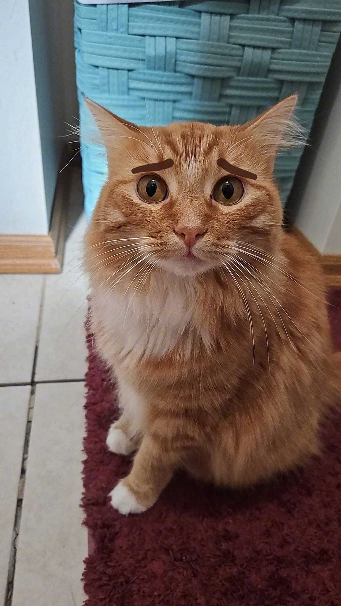 给猫加上眉毛后chloehenderson