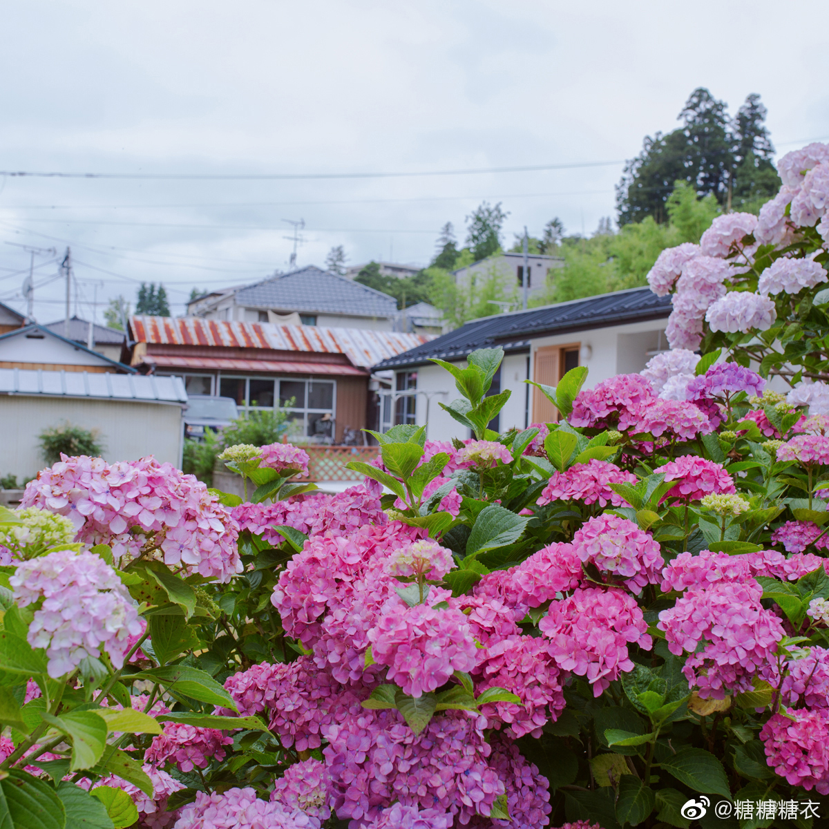 紫阳花开的季节虽然雨水很多 但是花儿总是那么美