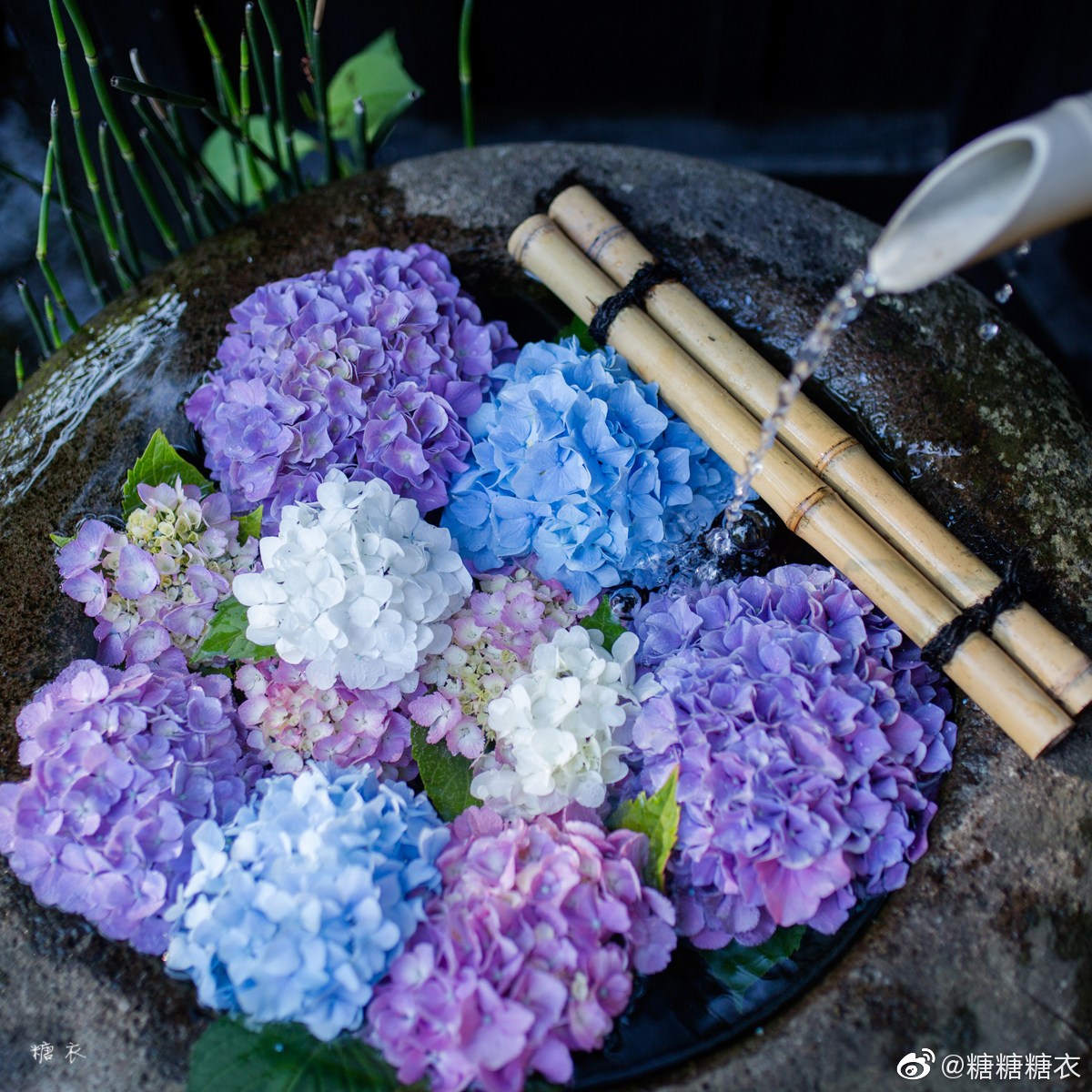 紫阳花开的季节虽然雨水很多 但是花儿总是那么美
