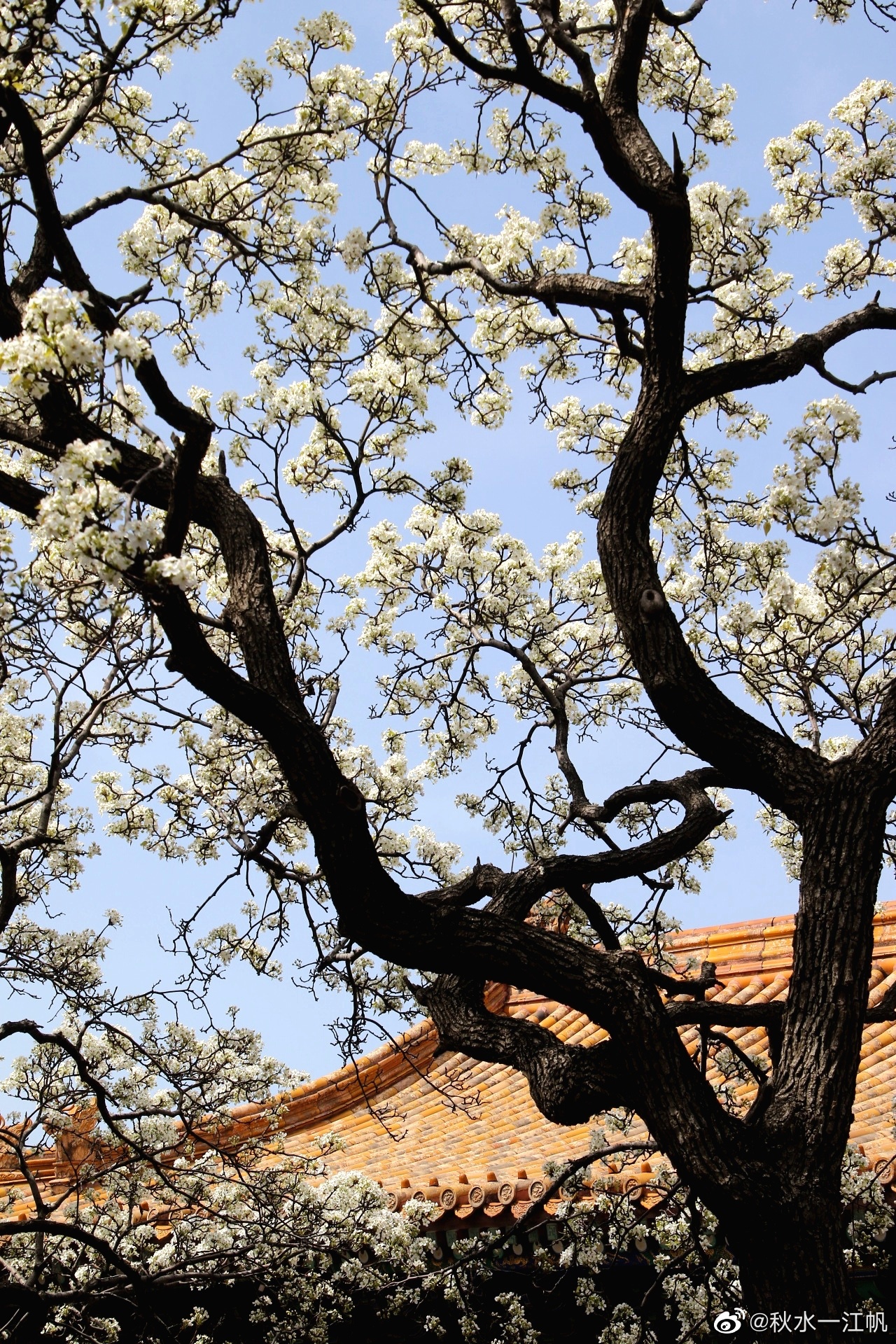 行走紫禁城47.承乾宫梨花开