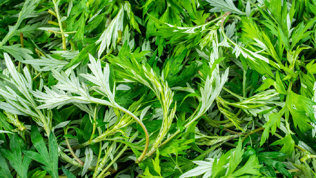 祛湿散寒,1年就吃这1次,抓紧吃|艾草|红糖|揉面_新浪新闻