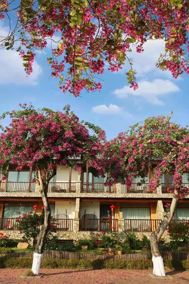 肇庆绝美“冬装”惊艳上线！错过了，就得再等一年……休闲区蓝鸢梦想 - Www.slyday.coM