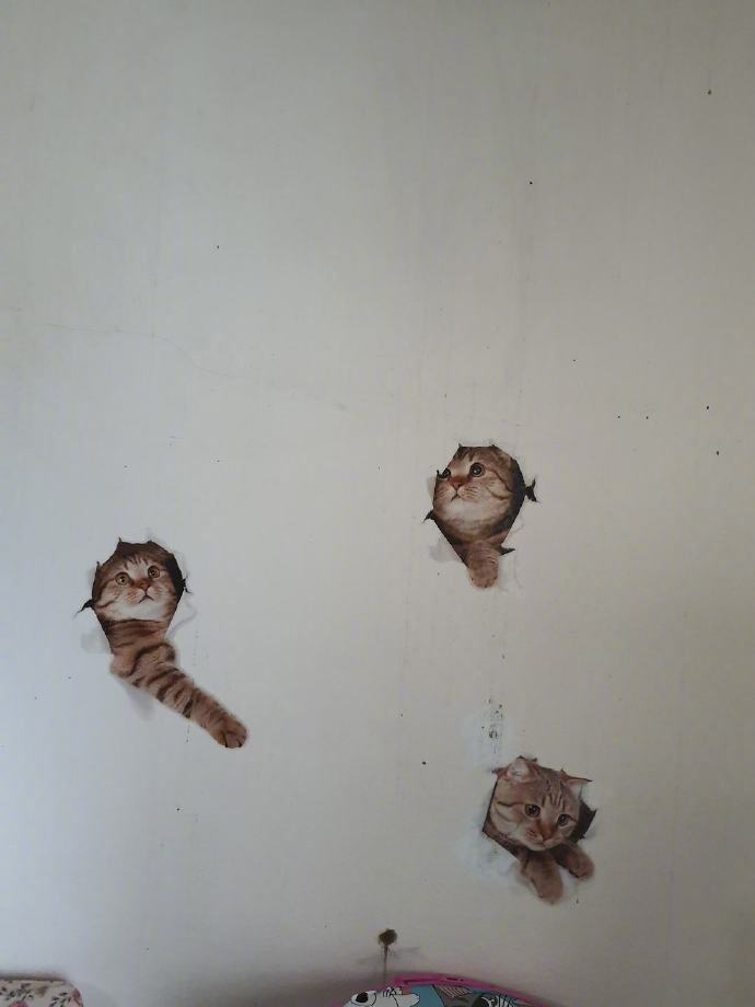 在墙上贴了猫猫贴纸后猫主子看了好久