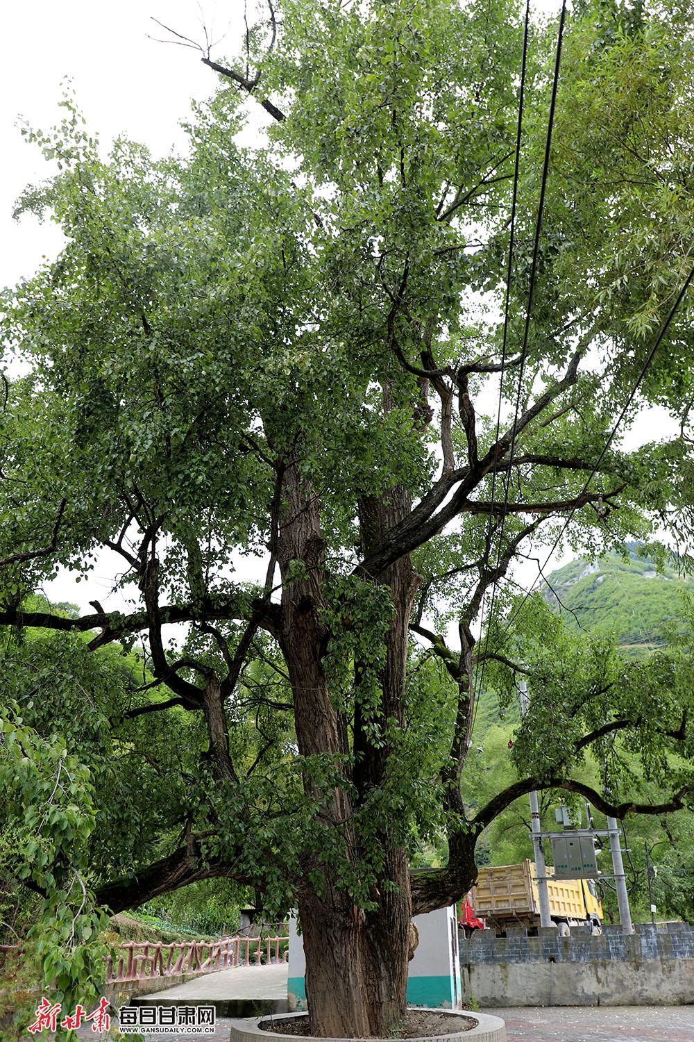 这棵老杨树,枝叶茂盛,树高约20余米,胸围有3米多,需要6个成年人伸手