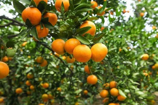 秋季养人有“三宝”!菜市场就能买到的营养品,很多人不知道~休闲区蓝鸢梦想 - Www.slyday.coM 秋季养人有“三宝”!菜市场就能买到的营养品,很多人不知道~休闲区蓝鸢梦想 - Www.slyday.coM