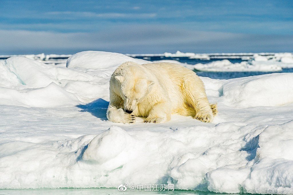 世界地球日北极熊趴在冰块上的姿势有多可爱