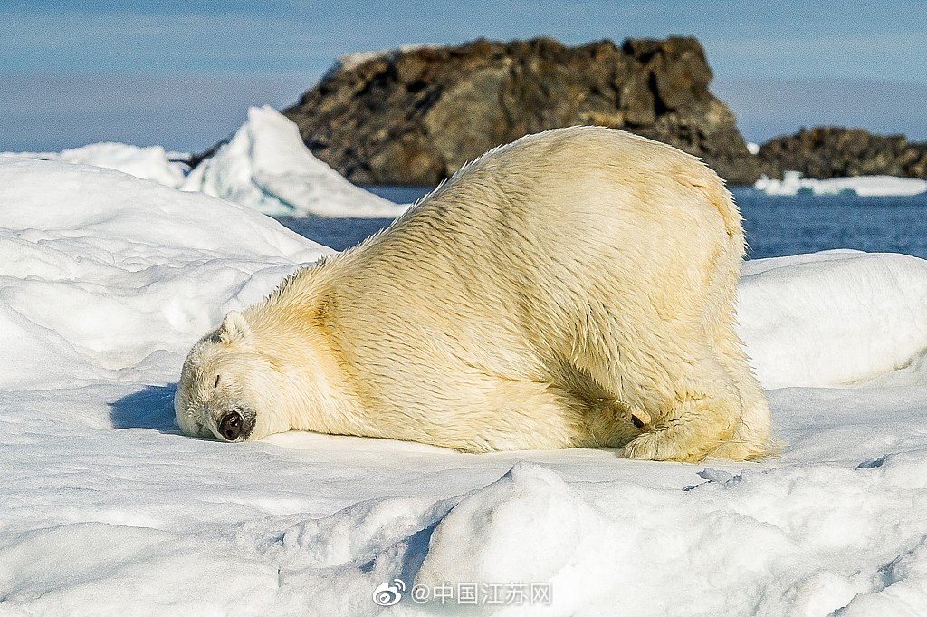 世界地球日北极熊趴在冰块上的姿势有多可爱