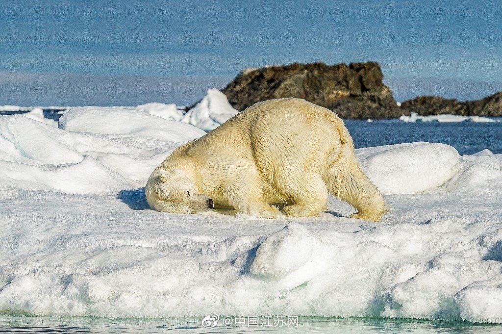 世界地球日北极熊趴在冰块上的姿势有多可爱