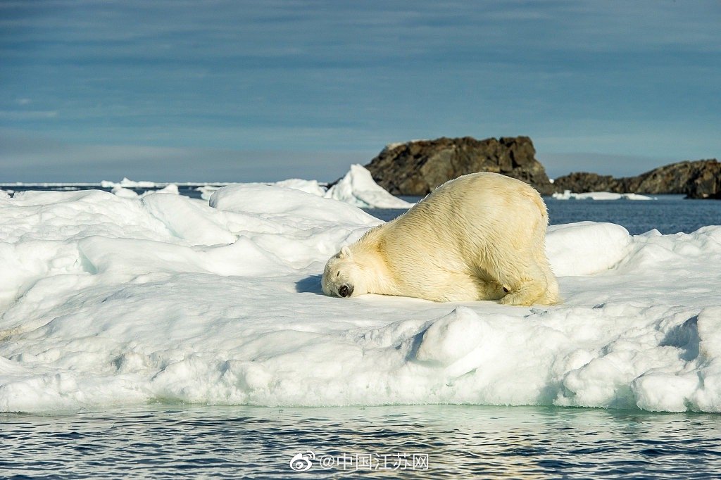 世界地球日北极熊趴在冰块上的姿势有多可爱