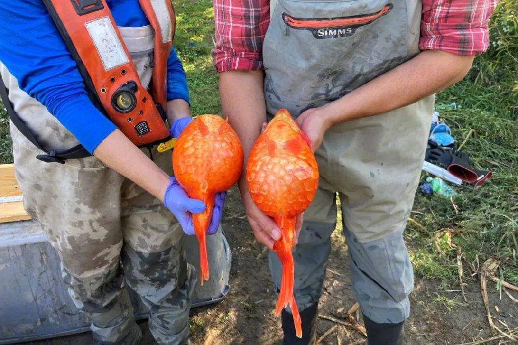 家养小金鱼入侵北美后成 鲤鱼王 缺氧还能活5个月 北美 生物学家 加拿大 新浪新闻