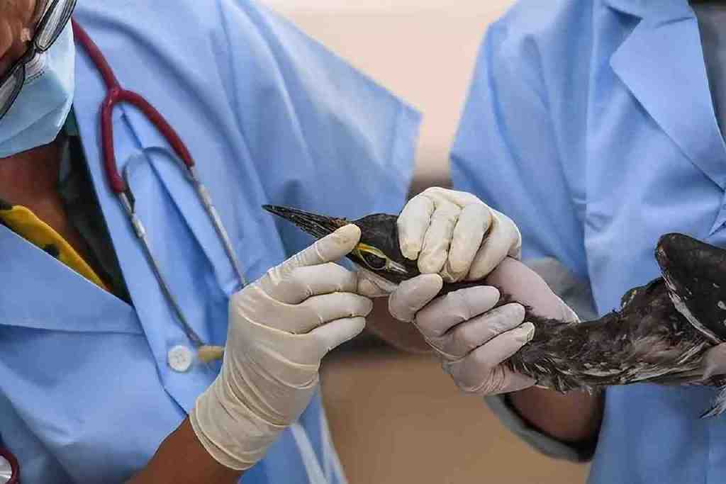 世界上最神秘的鸟现身!比大熊猫还稀有,不足1000只,全都在我国休闲区蓝鸢梦想 - Www.slyday.coM 世界上最神秘的鸟现身!比大熊猫还稀有,不足1000只,全都在我国休闲区蓝鸢梦想 - Www.slyday.coM