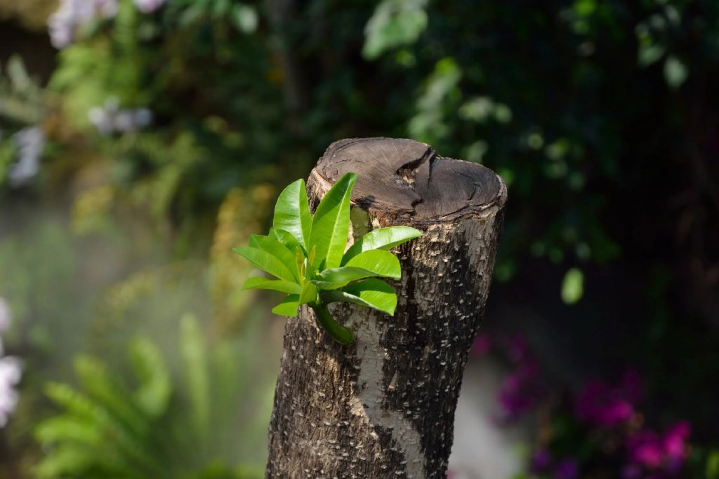 第二喜:枯木逢春