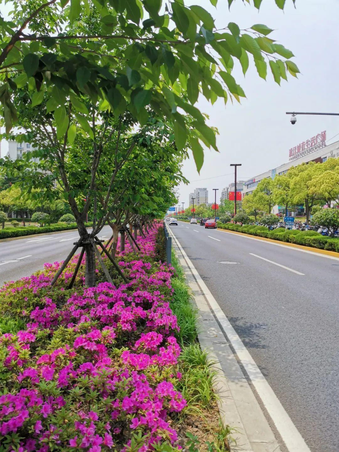 遍植樱花月季紫薇闵行这条道路上榜2021年市绿化特色道路