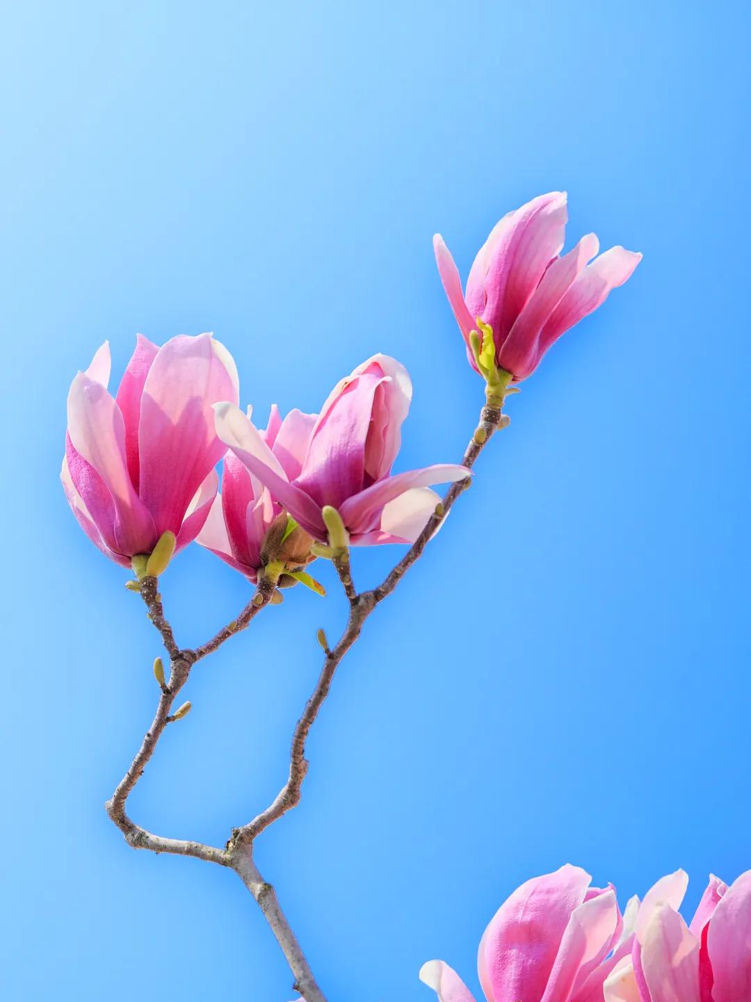 山东的春色藏在玉兰花的花骨朵里