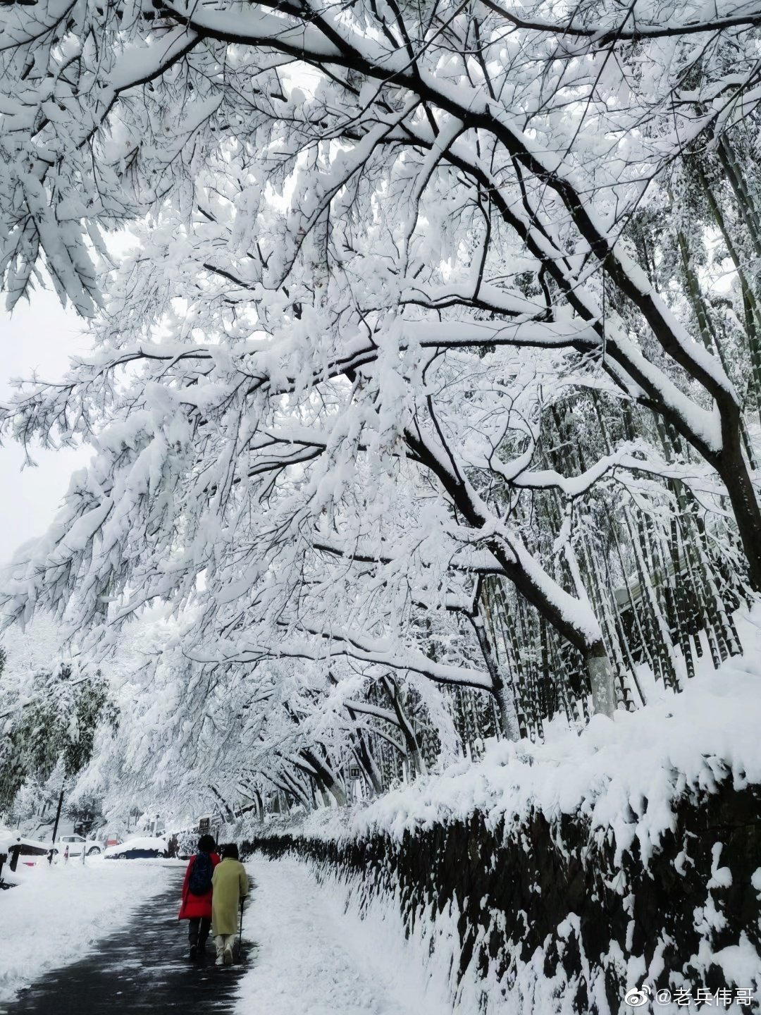 桂林全州下起了鹅毛大雪|全州|鹅毛大雪|桂林_新浪新闻
