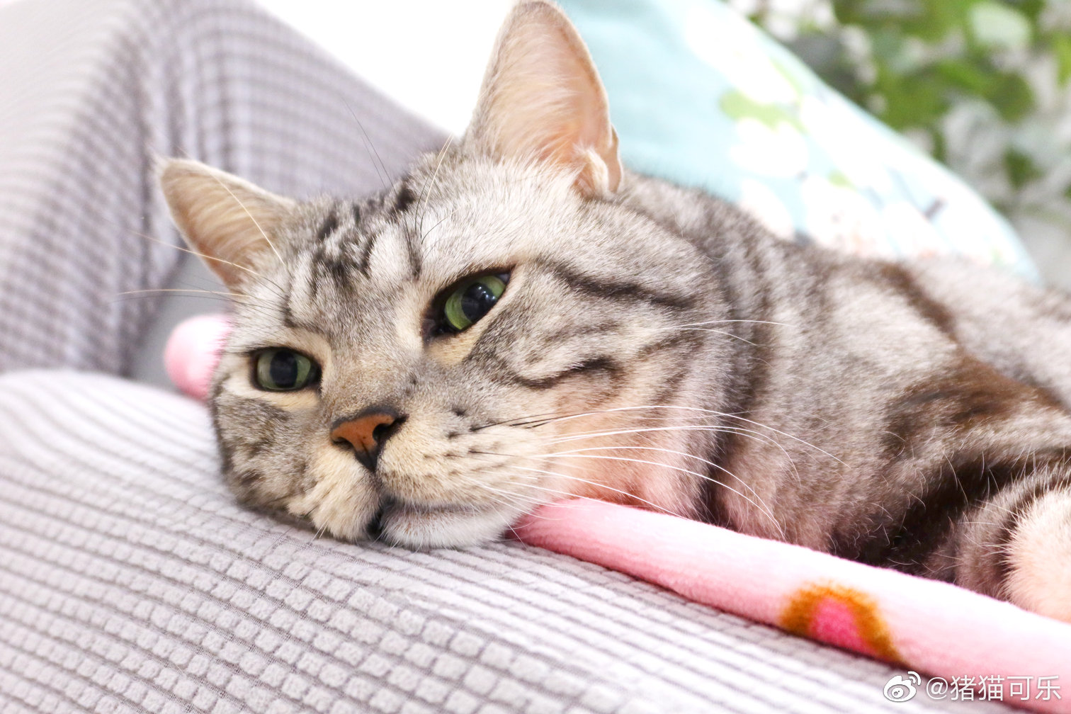 小猪喵子睡觉耷拉着脑袋