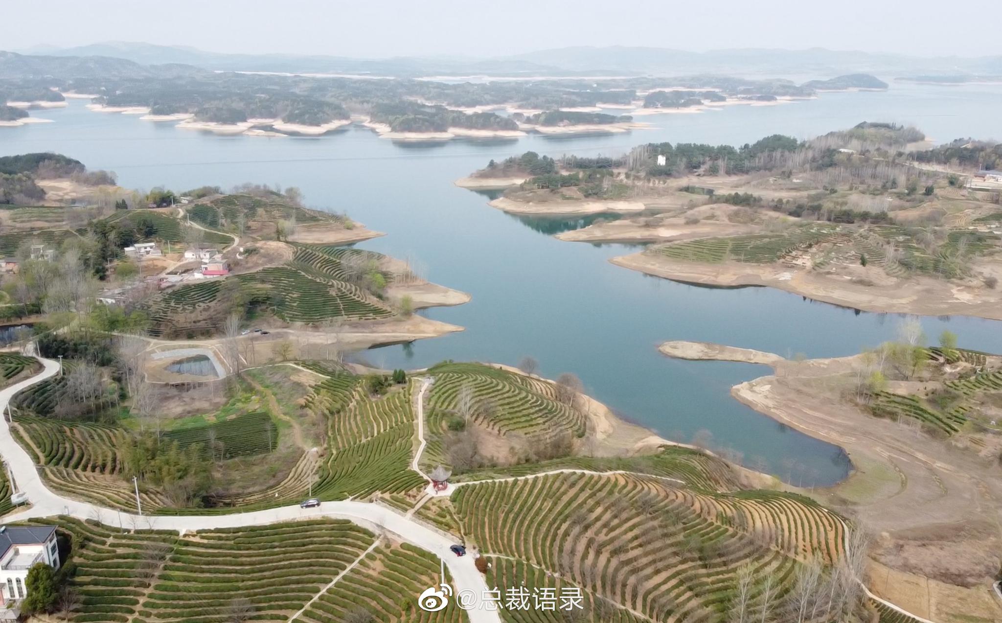 2020年商城县茶场信阳毛尖今日开始采摘众所周知信阳毛尖名扬全国