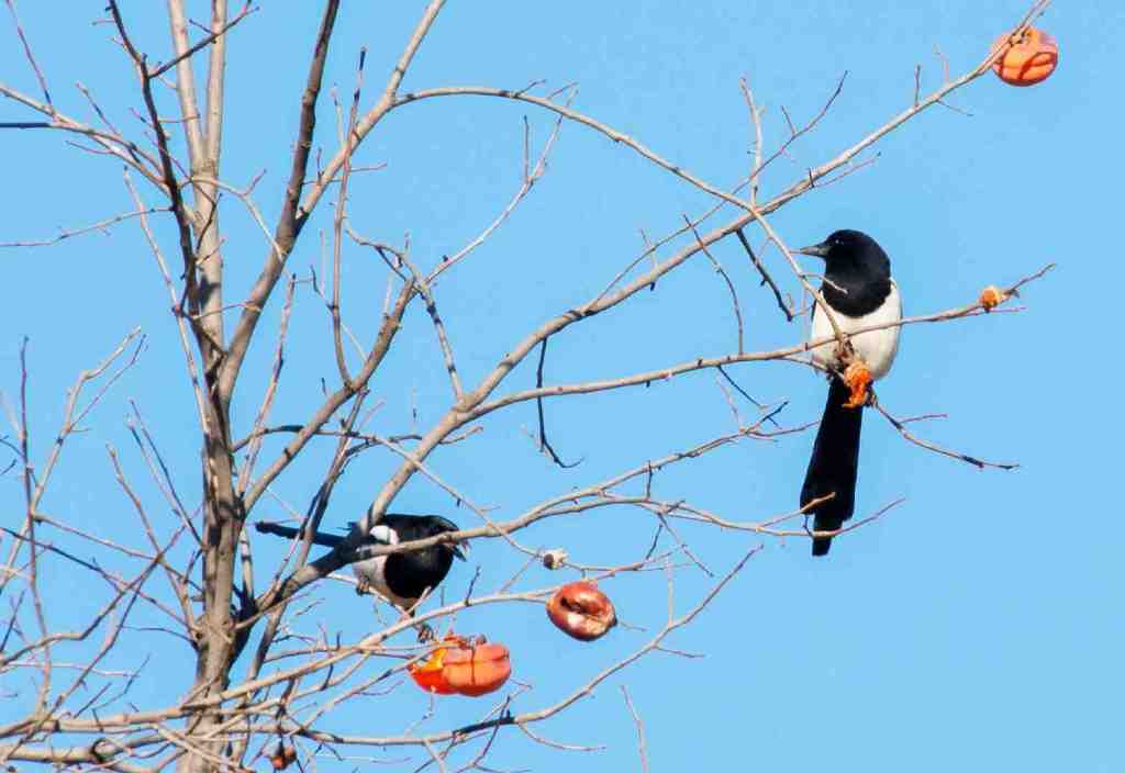 第一喜:喜鹊来朝