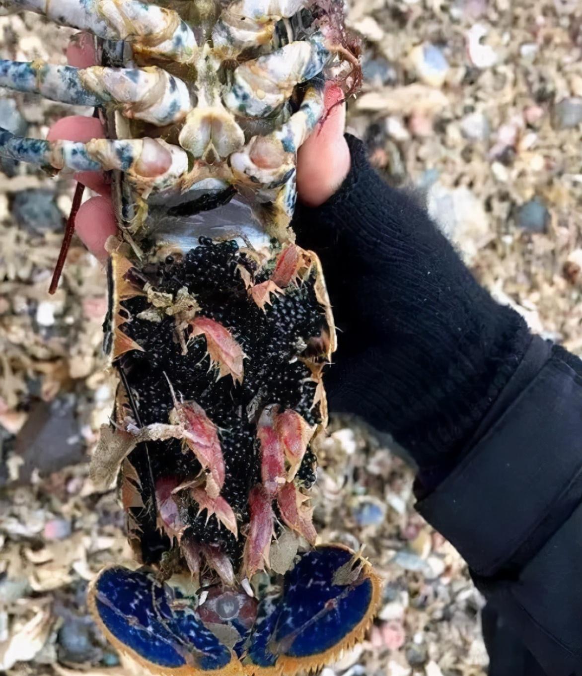 密密麻麻！英国海滩出现大量生物尸体，目击者：看完头皮发麻休闲区蓝鸢梦想 - Www.slyday.coM