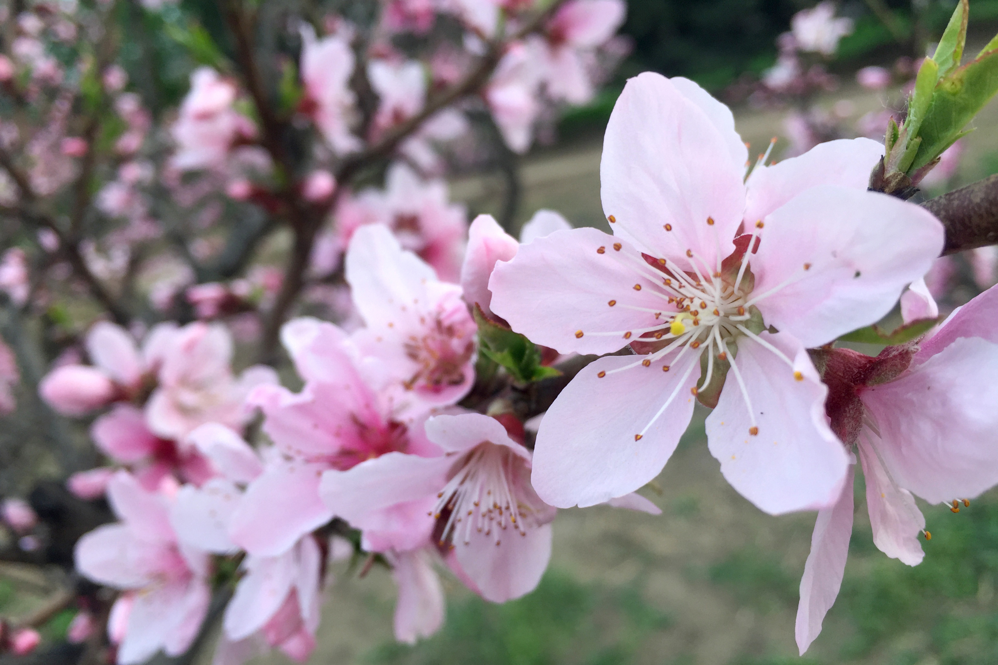 具备"治愈系笑容"的星座,明媚灿烂,像春天中的一抹暖阳