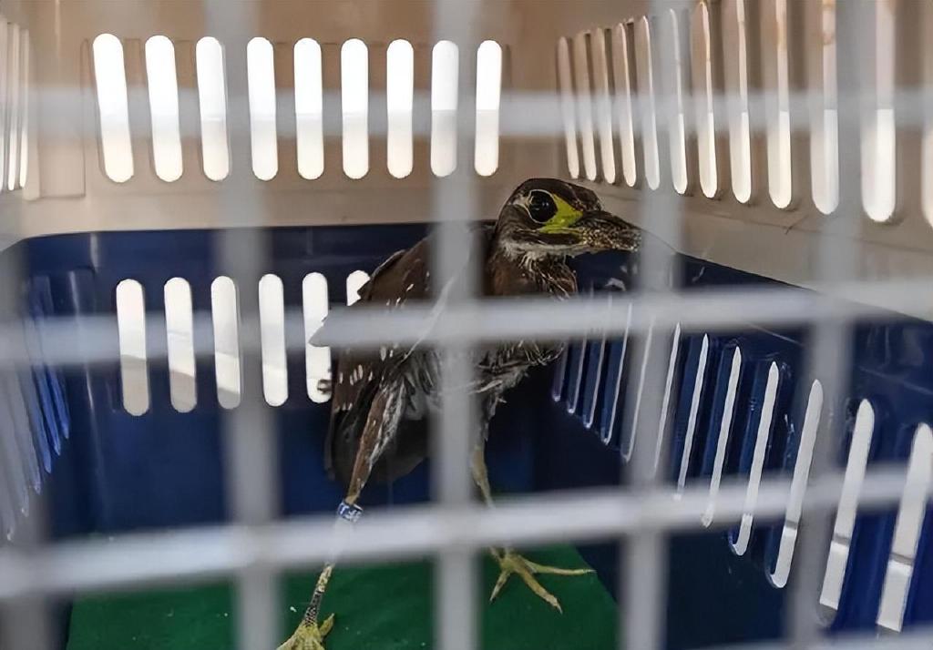 世界上最神秘的鸟现身!比大熊猫还稀有,不足1000只,全都在我国休闲区蓝鸢梦想 - Www.slyday.coM 世界上最神秘的鸟现身!比大熊猫还稀有,不足1000只,全都在我国休闲区蓝鸢梦想 - Www.slyday.coM