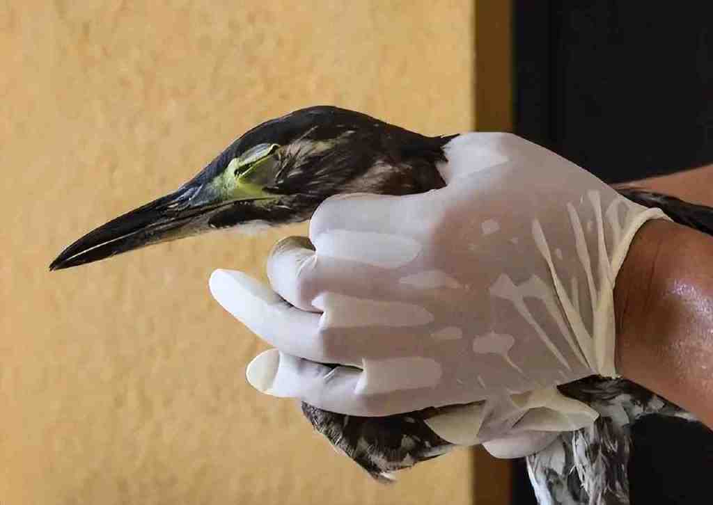 世界上最神秘的鸟现身!比大熊猫还稀有,不足1000只,全都在我国休闲区蓝鸢梦想 - Www.slyday.coM 世界上最神秘的鸟现身!比大熊猫还稀有,不足1000只,全都在我国休闲区蓝鸢梦想 - Www.slyday.coM