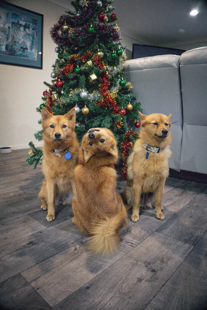 有一个会抢镜头的朋友,是什么体验?这10幅宠物照片给你答案