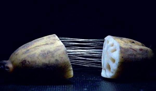 基于"藕断丝连"这一自然现象,我国科学家深入探究了莲丝纤维的微观