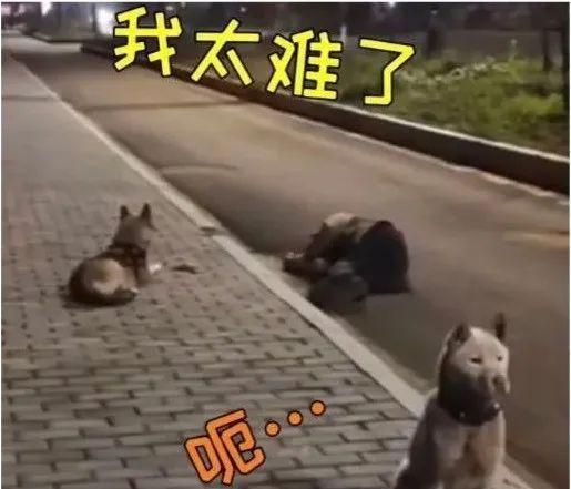 男子醉卧路边,两只狗狗分工守护:1只专盯手机,1只忧伤站岗……休闲区蓝鸢梦想 - Www.slyday.coM 男子醉卧路边,两只狗狗分工守护:1只专盯手机,1只忧伤站岗……休闲区蓝鸢梦想 - Www.slyday.coM