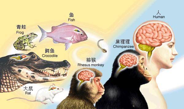 人类简史人类直立行走和大脑进化的代价其实并不是优势