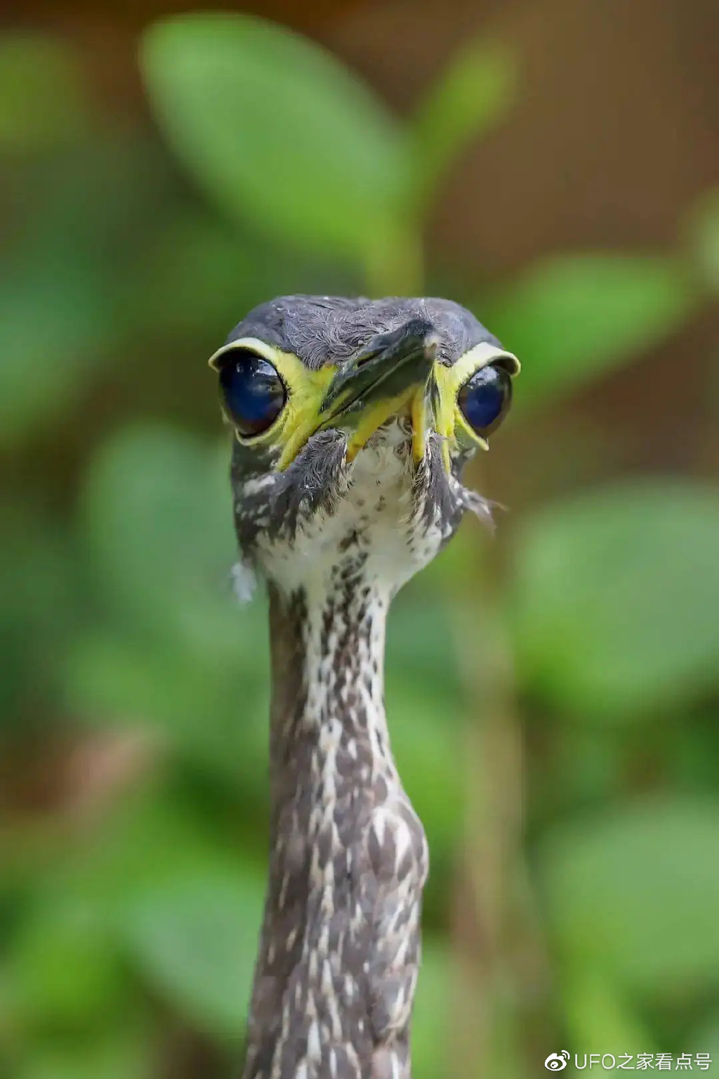 世界上最神秘的鸟现身!比大熊猫还稀有,不足1000只,全都在我国休闲区蓝鸢梦想 - Www.slyday.coM 世界上最神秘的鸟现身!比大熊猫还稀有,不足1000只,全都在我国休闲区蓝鸢梦想 - Www.slyday.coM