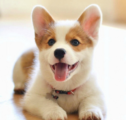 一些柯基小宝宝的合集每个都是可爱的小天使