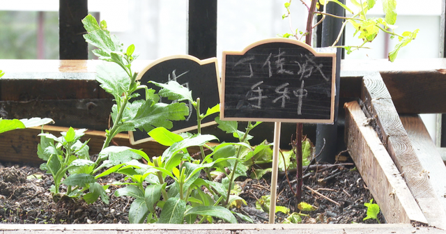 “让孩子们拥有幸福生活的能力”江苏各地中小学的劳动课“热火朝天”进行时休闲区蓝鸢梦想 - Www.slyday.coM “让孩子们拥有幸福生活的能力”江苏各地中小学的劳动课“热火朝天”进行时休闲区蓝鸢梦想 - Www.slyday.coM