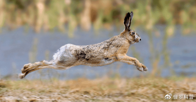 困扰科学家85年的怪胎,四肢最不协调的兔子,不会跳跃而会倒立|基因