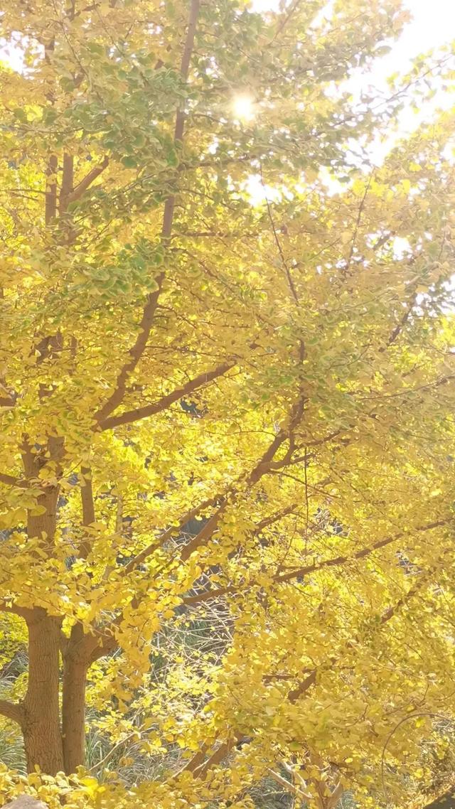 肇庆绝美“冬装”惊艳上线！错过了，就得再等一年……休闲区蓝鸢梦想 - Www.slyday.coM