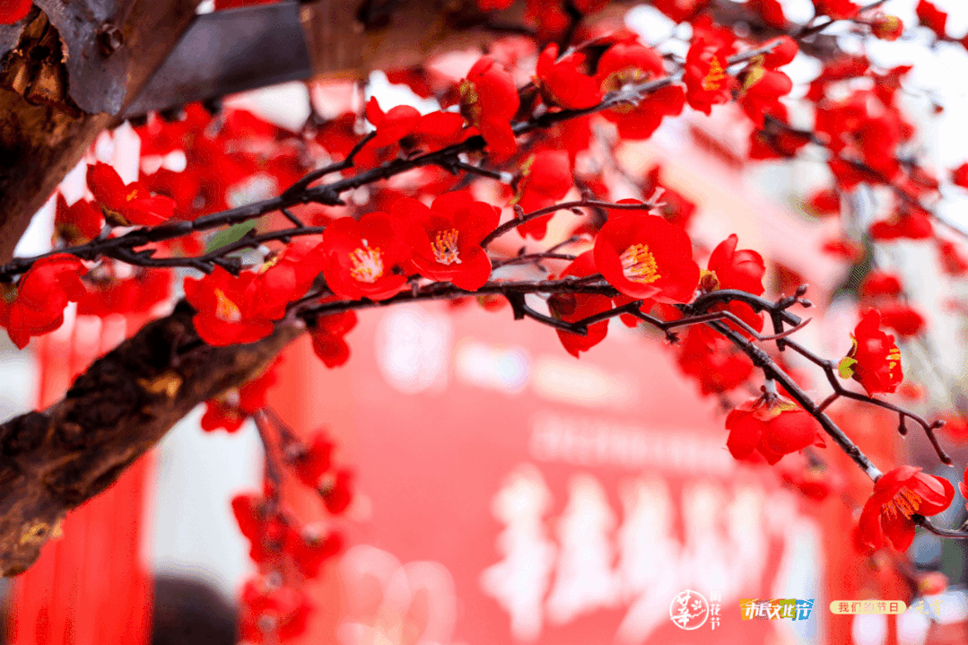 莘庄梅花节开幕半数梅花已进入盛花期