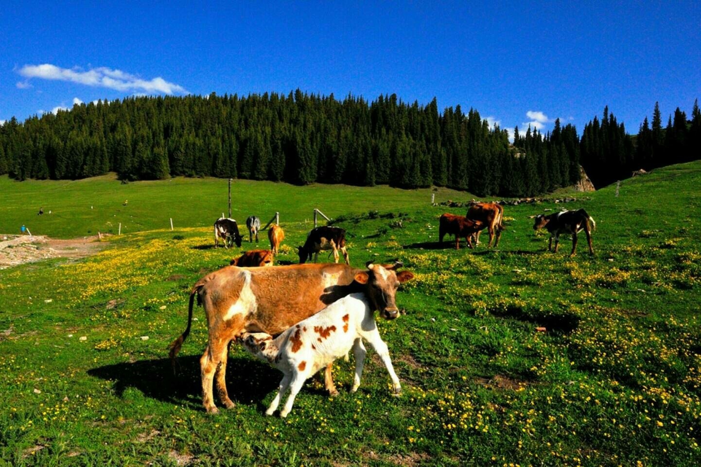 新疆好地方·天山看牧场__财经头条