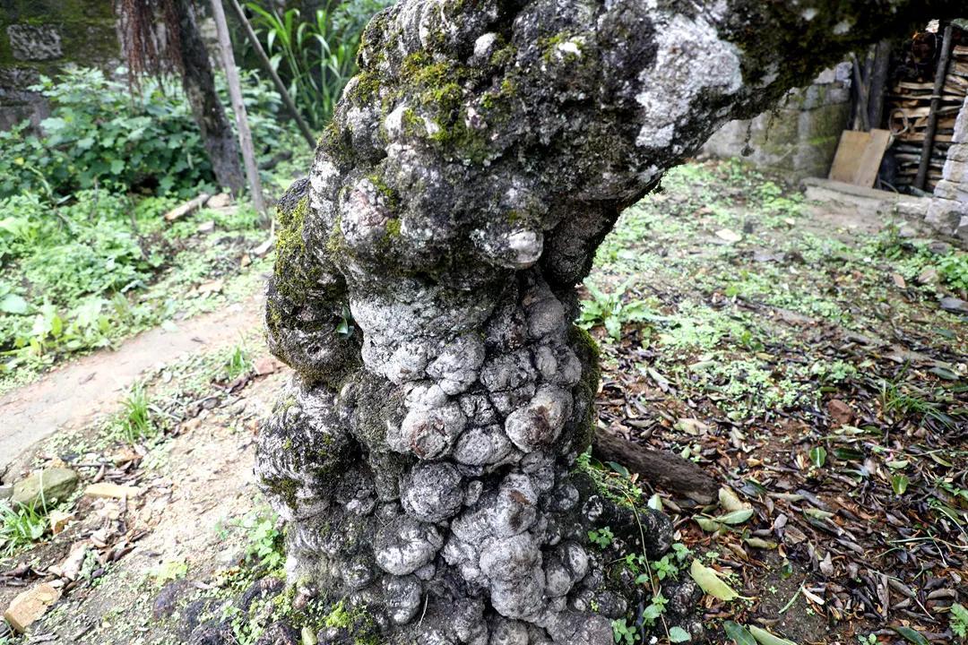 石头村里有棵长满树瘤的百年古印度榕树