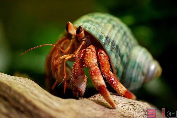 寄居蟹吃什么食物(如何看待a货版本)-第2张图片-原单渠道