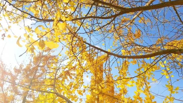 肇庆绝美“冬装”惊艳上线！错过了，就得再等一年……休闲区蓝鸢梦想 - Www.slyday.coM