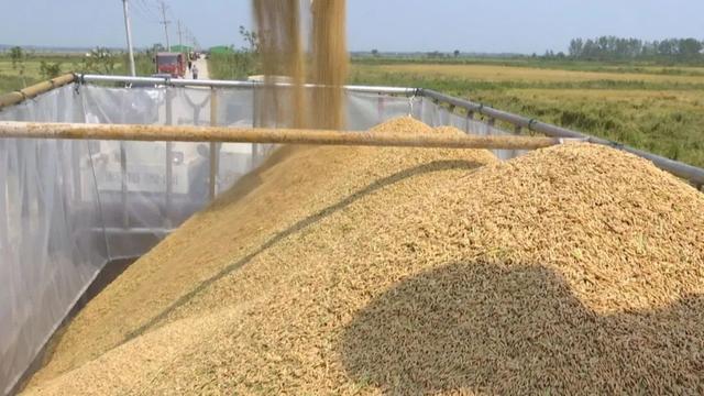 “禾下乘凉”不是梦！2米多“巨型稻”丰收了休闲区蓝鸢梦想 - Www.slyday.coM