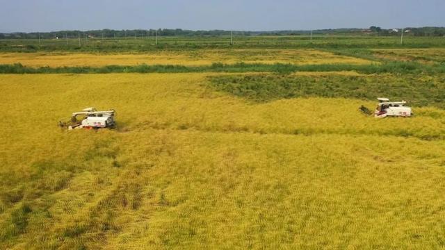 “禾下乘凉”不是梦！2米多“巨型稻”丰收了休闲区蓝鸢梦想 - Www.slyday.coM