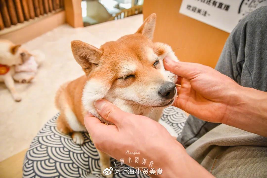 超治愈柴犬咖啡馆 5折rua狗太幸福