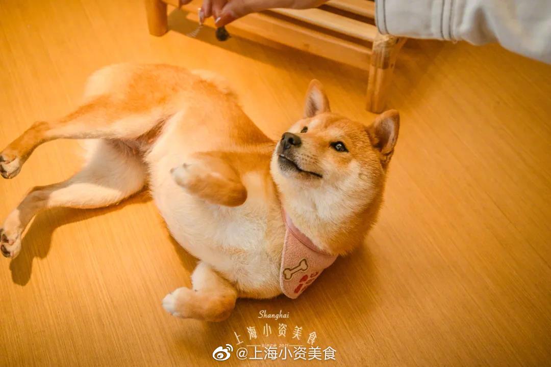 超治愈柴犬咖啡馆 5折rua狗太幸福 超治愈柴犬咖啡馆 5折rua狗太幸福